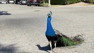 Henry, King of the Peacock Dance