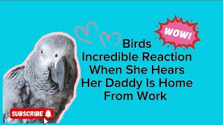 Birds Incredible Reaction When She Hears Her Daddy Is Home ❤️ #animals #pets #birds #funny #cute