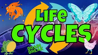 LIFE CYCLES: BRAIN BREAK EXERCISE. SCIENCE AND MOVEMENT. FIND THE MISSING STAGES. SCIENCE GAME