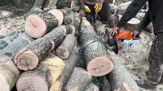 🌳🌳🪚🪚 Best chainsaw for firewood Stihl ms 462 c-m 💪💪💪 best video in the world 🌍 today