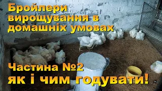 Бройлери вирощування в домашніх умовах як і чим годувати. Ч-3