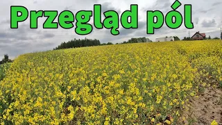 Kukurydza na kwasie, przyjedzie wapno - przegląd pól