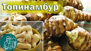 Jerusalem artichoke 🥔 Useful properties and harvest 🌿 Experience of growing the Gordeevs