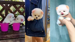 Mini Pomeranian - Funny and Cute Pomeranian Videos - Cute Pomeranian Videos