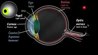 Human eye - features and functions | The human eye and the colourful world  | Khan Academy