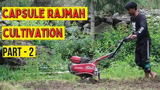 Kinnauri Rajma / Capsule Rajma Cultivation | Sangla Valley, Kinnaur | Part-  2