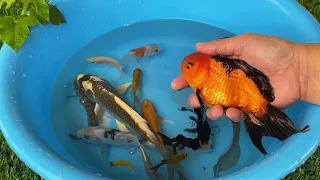Carp Betta Goldfish Catfish Molly Guppy Swordtail Fish Perch Koi Cute Animals Videos