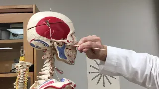 Masseter Muscle - Origin, Insertion, & Action