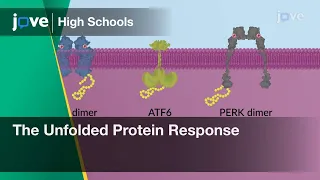 The Unfolded Protein Response | Cell Bio | Video Textbooks - Preview
