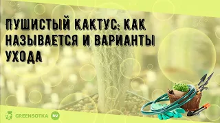 Пушистый кактус: как называется и варианты ухода