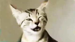 Sneezing cat. Compilation. Кот чихает. Подборка.