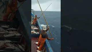 pesca do gaiado