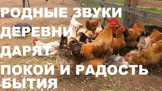 ЗВУКИ ДЕРЕВНИ-ЭТО ЗВУКИ НАСТОЯЩЕЙ ЖИЗНИ,ПОКОЯ И УМИРОТВОРЕНИЯ.ОЗДОРОВЛЕНИЕ НЕРВНОЙ СИСТЕМЫ.