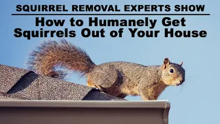 How to Humanely Get Squirrels Out of Your Attic, Roof & Chimney [Tips from Squirrel Experts in Ohio]