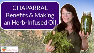 Chaparral (Larrea tridentata)  Benefits, Uses, and How to Make Infused Oil