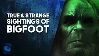 20 STRANGE BIGFOOT SIGHTINGS - SASQUATCH STORIES - What Lurks Above