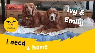 Ivy & Emily the adorable Cocker Spaniels | Dogs Trust West Calder