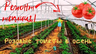 Розовые томаты. Чем подкормить? Ремонт арочной и деревянной теплиц.