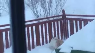 Cat jump through the snowbank thug life