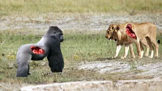 शेर के मुक़ाबले गोरिल्ला का हमला इतना खतरनाक क्यों होता है ।  LION VS GORILLA.