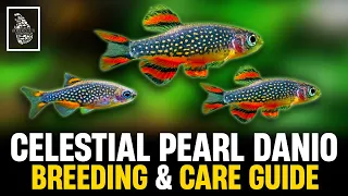 HOW TO BREED GALAXY RASBORA | Celestial Pearl Danio Breeding & Caring Guide | Serendib Aquatics