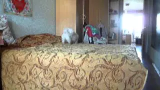 Что делают собаки когда хозяев нет дома тибетский спаниель