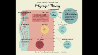 Polyvagal Theory explained. This will change your life forever.
