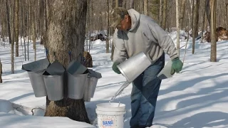 maple sap documentary