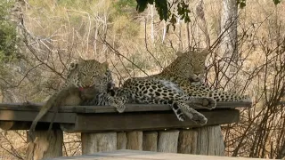 LEOPARDS dine on Picnic Table