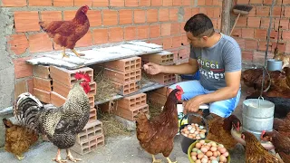 Muito ovo e menos doença nas galinhas fazendo isso 😱🤯, #falaaesial