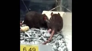 Mice fighting