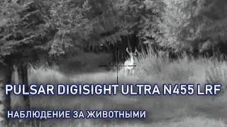 Pulsar Digisight Ultra N455 LRF - Наблюдение за животными