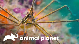 Diversidade incrível de espécies marinhas | Vida no azul | Animal Planet Brasil