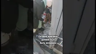 Немецкую овчарку привезли усыплять 🆘 Амур попал в ад