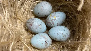 I trattamenti che faccio al nido prima di mettere in cova la canarina -Jason Civale