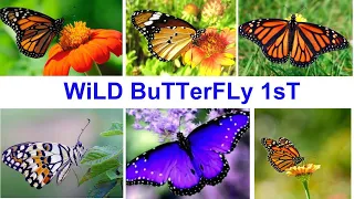 Wild Butterfly-1।।Nature।।