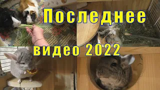 ПОСЛЕДНЕЕ ВИДЕО В ГОДУ/ МОИ ЛЮБИМЫЕ ПИТОМЦЫ/ 31 декабря 2022