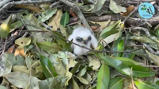 Adopt Raptor Nest (Bat Hawk, White-rumped Pygmy Falcon, Rufous-bellied Eagle, Blyth's Hawk Eagle)