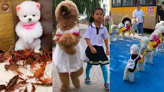 Tik Tok Chó Mèo Hài Hước và Dễ Thương Nhất Thế Giới | Funny & Cute Dog and Cat #1