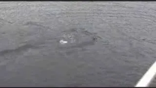 LochNess Monster CAUGHT ON TAPE!!!!!!