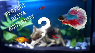 The PERFECT Betta Fish Tank set-up