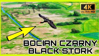 BOCIAN CZARNY || BLACK STORK || 2024 || 4K