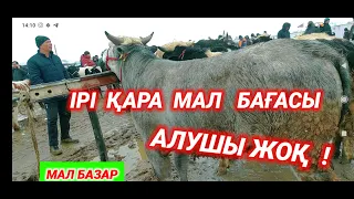 КЕШЕГІ КЕЛЕС АБАЙ МАЛ БАЗАРЫ 25.02.2024 | БҰҚА, СИЫР, ӨГІЗ, БҰЗАУ БАҒАСЫ | АБАЙ МАЛ БАЗАРЫ 2024