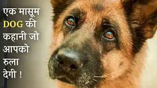 Story of Dog | movie Explained in hindi | MoBieTVHindi