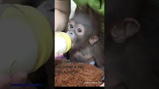 Baby Orangutan Hand-Raised in Taipei Zoo