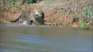 Ягуар против Крокодила, (Jaguar VS Alligator) Ягуар против крокодила