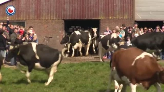 Vacas saltan de alegría después de estar meses encerradas.