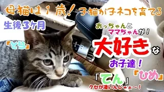 【母猫は1歳】子猫が子ネコを育てる！ #26 今日で生後三か月！お子達にそれぞれの「個性」が((*´艸`))ﾌﾟﾌﾟｯ