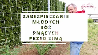 Młode róże pnące. Jak je przygotować do zimy by nie przemarzły