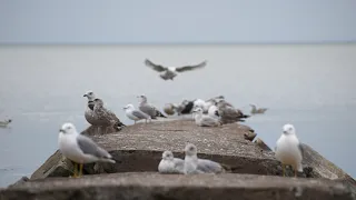 Ring-billed gulls and other water bird friends on rocks at the beach!
